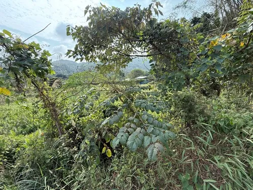 Chinese Angelica Tree