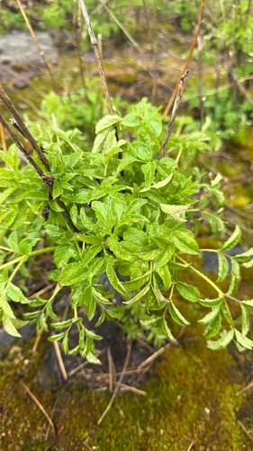 Bristly Sarsaparilla