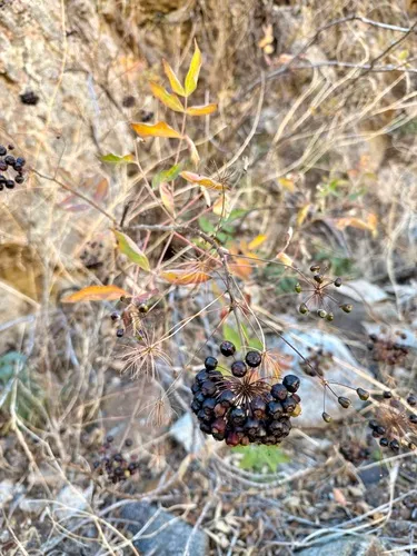 Arizona Spikenard