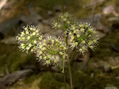 Wild Sarsaparilla — photo by Susan Elliott
