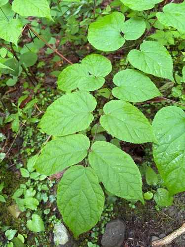American Spikenard