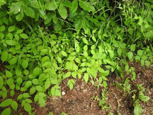 Devil's Walkingstick