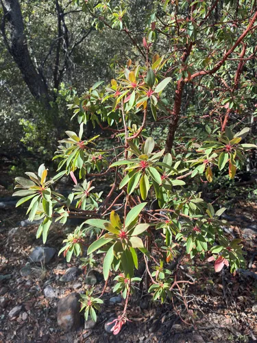 Arizona Madrone