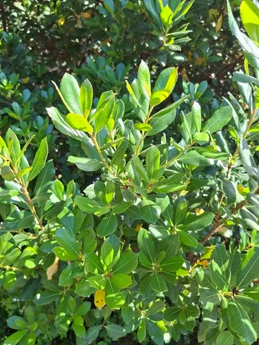 Strawberry Tree