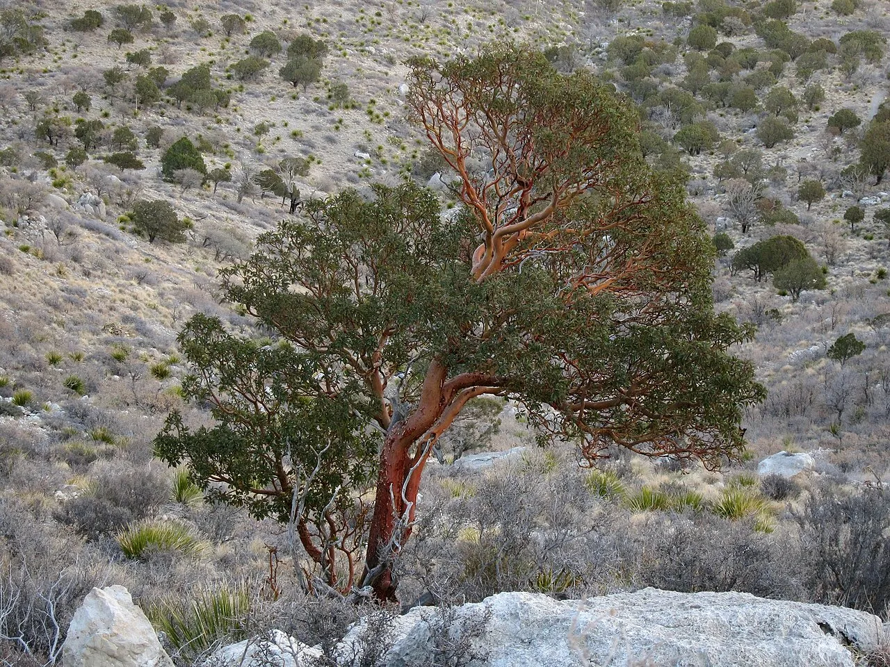 Texas Madrone — photo by Miguel Vieira from Walnut Creek, CA, USA