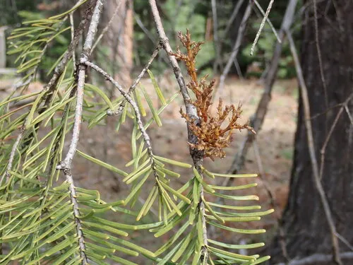 Fir Dwarf Mistletoe