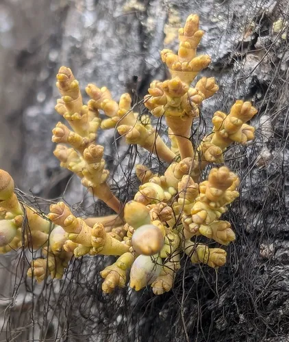 American Dwarf Mistletoe