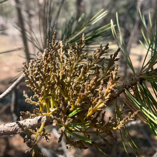 Apache Dwarf Mistletoe