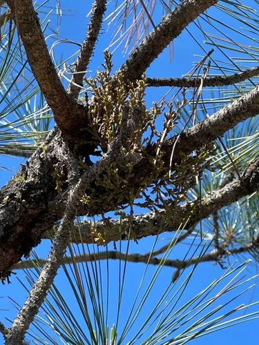 Western Dwarf Mistletoe — photo by Howard Erbe