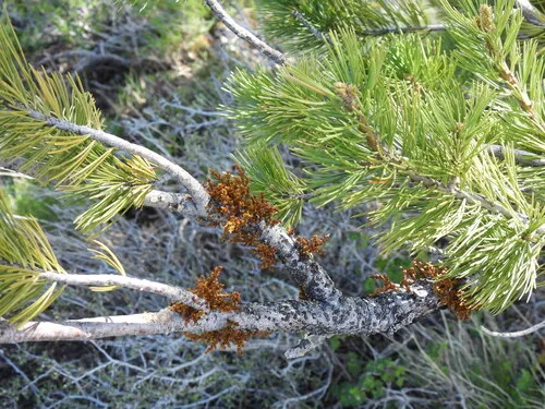 Limber Pine Dwarf Mistletoe — photo by daredevilnat