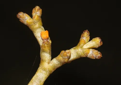 Pinyon Dwarf Mistletoe — photo by James Bailey
