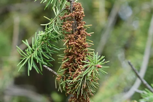 Douglas-fir Dwarf Mistletoe