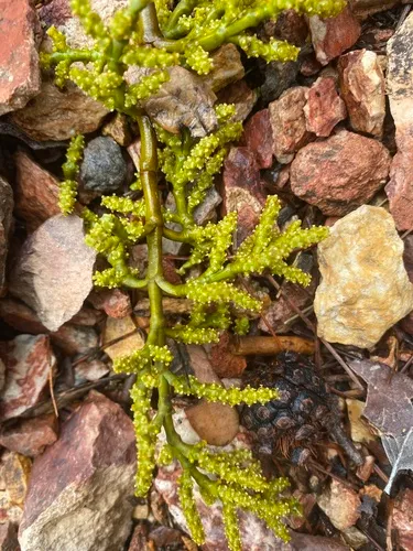 Huachuca Mountain Dwarf Mistletoe — photo by Michael Shoop