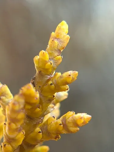 Coastal Dwarf Mistletoe