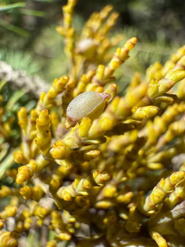 Western Spruce Dwarf Mistletoe — photo by Michael Tidwell