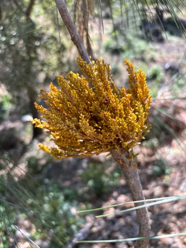 Gray Pine Dwarf Mistletoe — photo by handerson