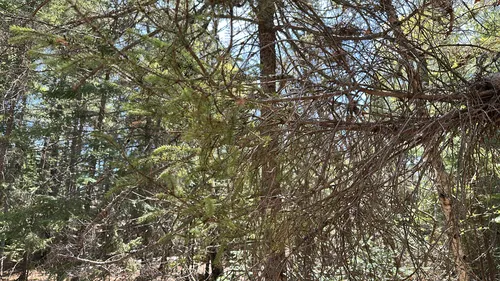 Eastern Dwarf Mistletoe