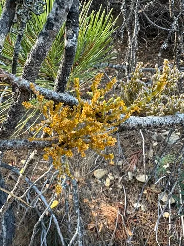Knobcone Pine Dwarf Mistletoe — photo by Howard Erbe