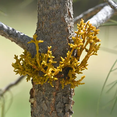 Pineland Dwarf Mistletoe — photo by David Martin