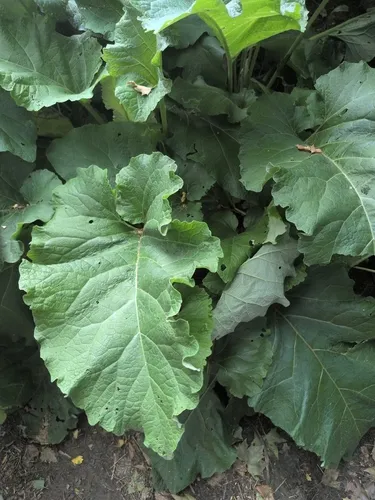 Greater Burdock