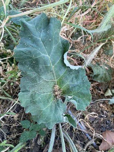 Lesser Burdock