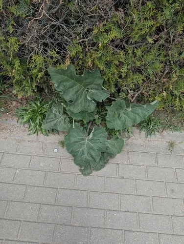 Woolly Burdock — photo by patrziel