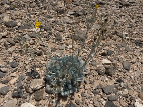 California Bearpoppy