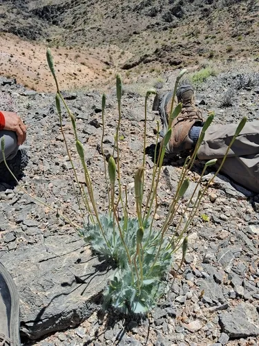 Desert Bearpoppy