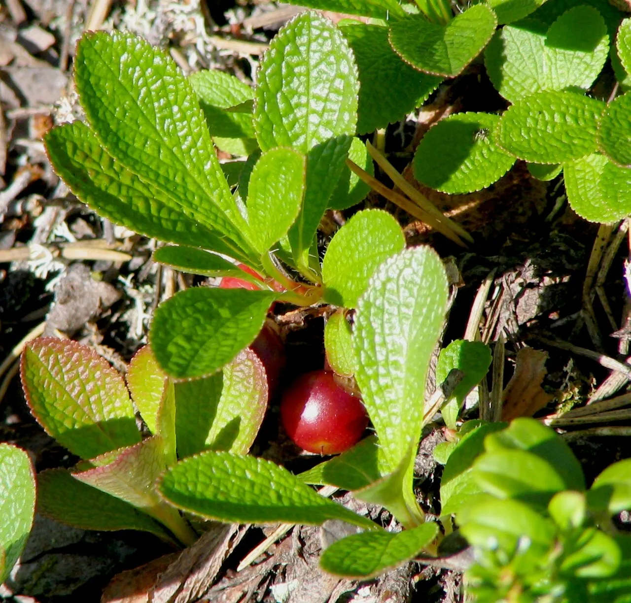 Alpine Bearberry