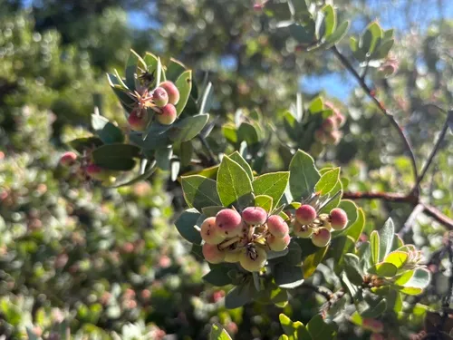 Mt. Diablo Manzanita — photo by Idontneednostinkinname