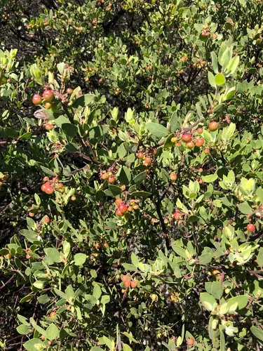 Baker's Manzanita