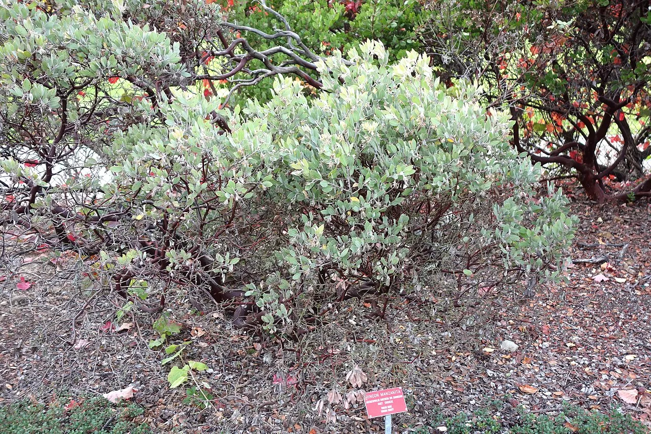 Sonoma Manzanita (subsp. sonomensis) — photo by Daderot