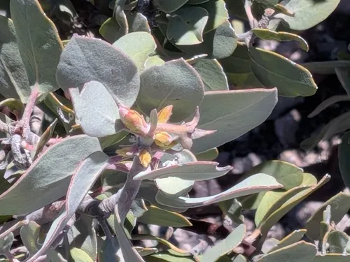 Hoary Manzanita — photo by jeff_kowalski
