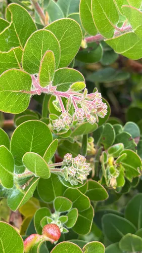 Santa Rosa Island Manzanita — photo by Sarah Nolan