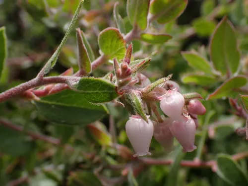 La Cruz Manzanita — photo by Jake Bauer