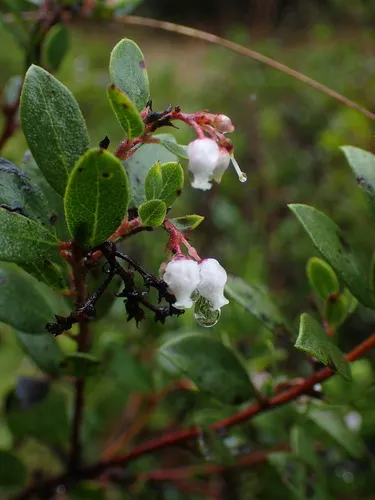 Vine Hill Manzanita — photo by Sadie Hickey