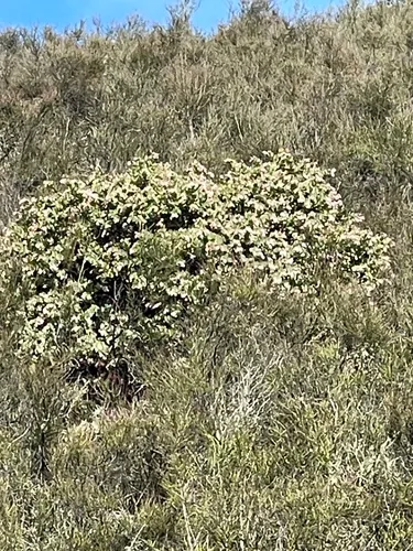 Gabilan Mountains Manzanita — photo by Ulysses M
