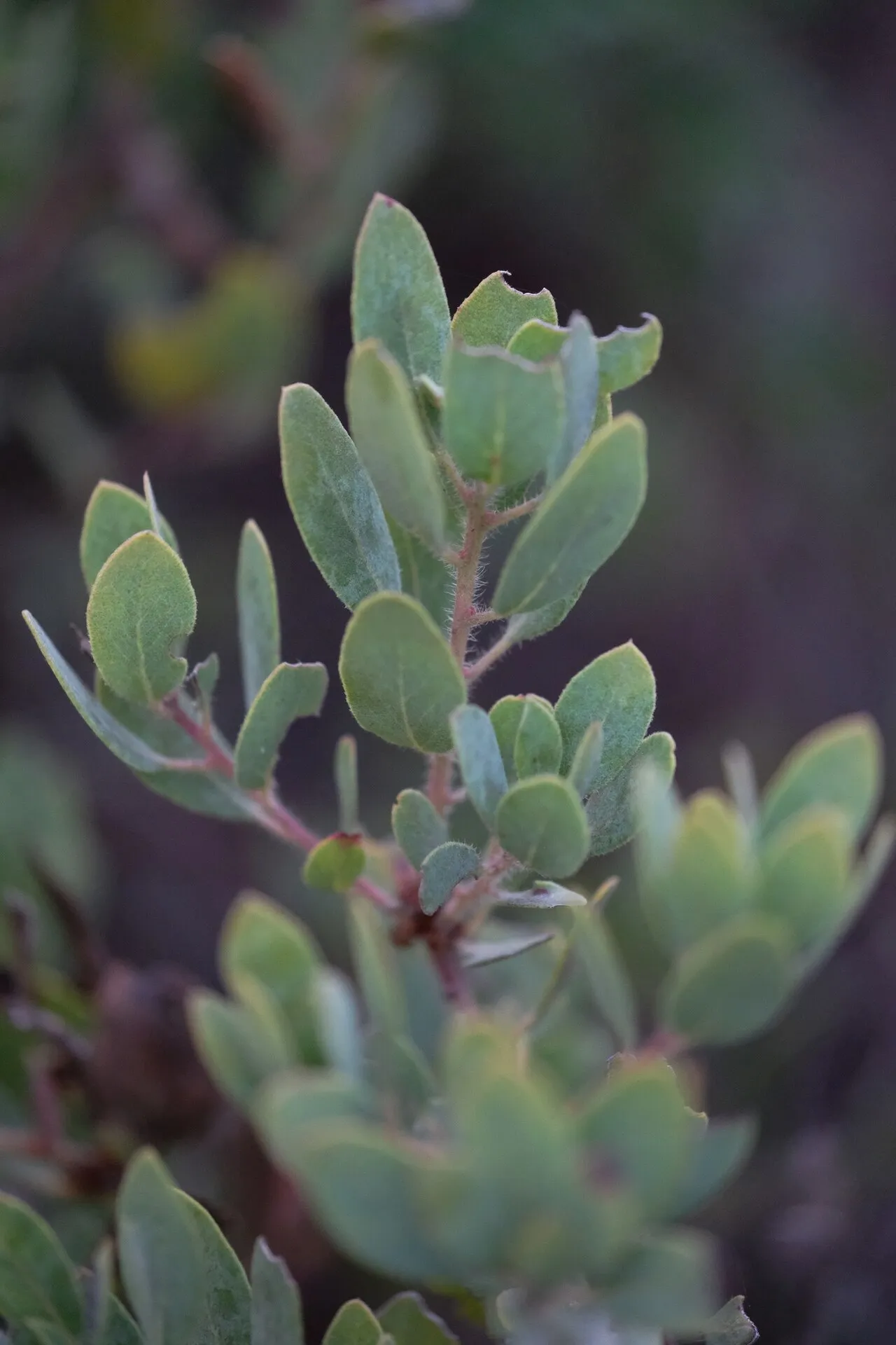Del Mar Manzanita (subsp. crassifolia) — photo by Madeleine Claire