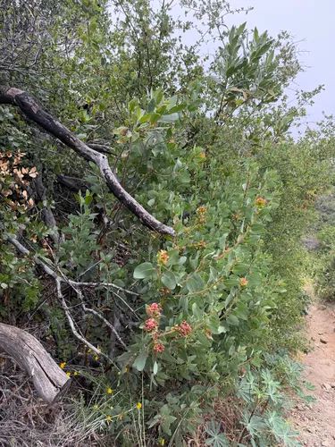 Bigberry Manzanita