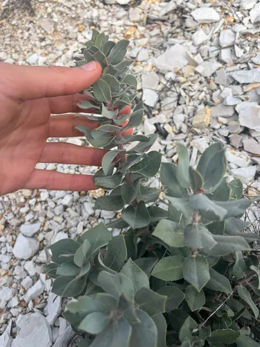 Schreiber's Manzanita — photo by moss