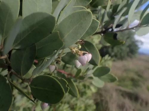 Gasquet Manzanita — photo by Deniz Wilson