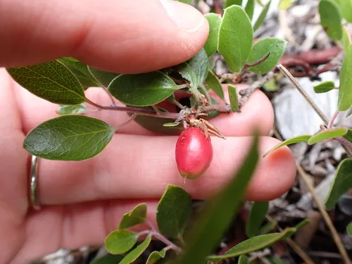 Hooker's Manzanita — photo by Steven Lamonde