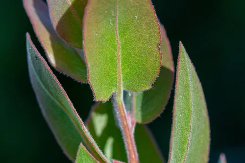 Hoover's Manzanita — photo by Ben Sims