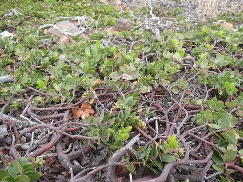 San Bruno Mountain Manzanita — photo by moss