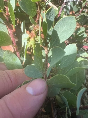 Klamath Manzanita — photo by schaeferross82