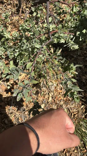 Santa Lucia Manzanita — photo by anthonyjm0418