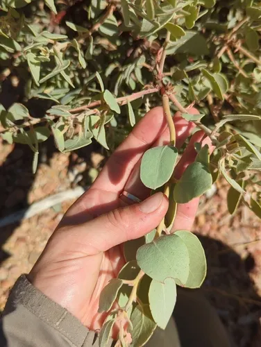 Mallory's Manzanita — photo by Aberdeen Spade