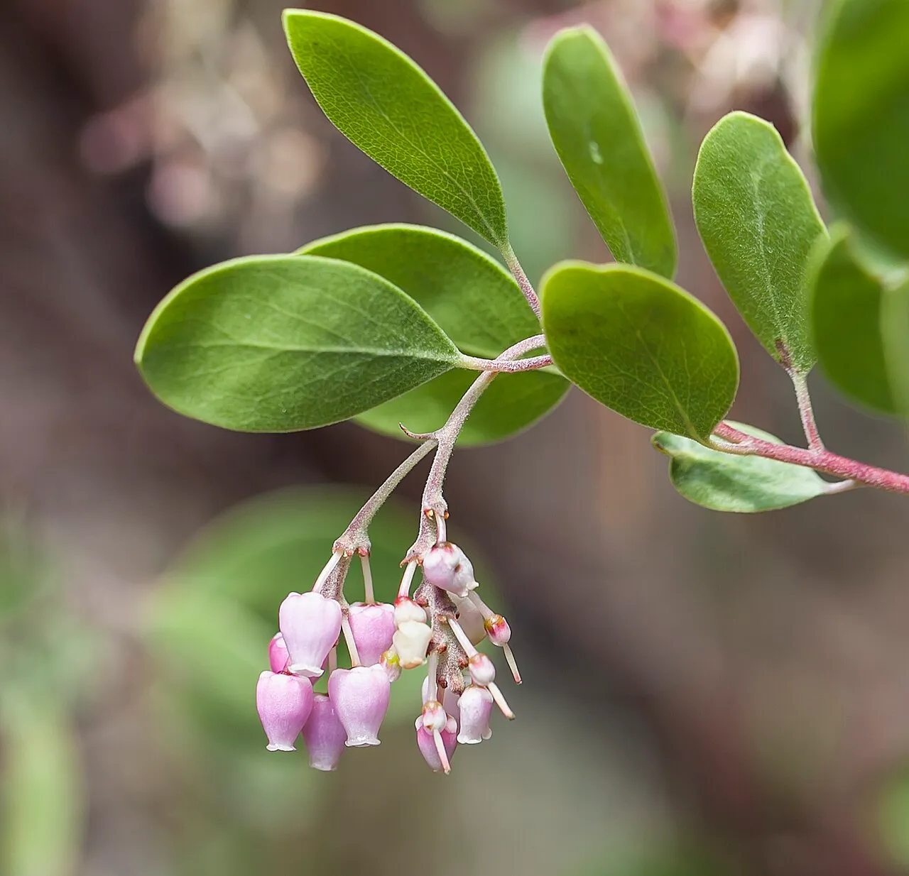 Konocti Manzanita (subsp. elegans) — photo by John Game