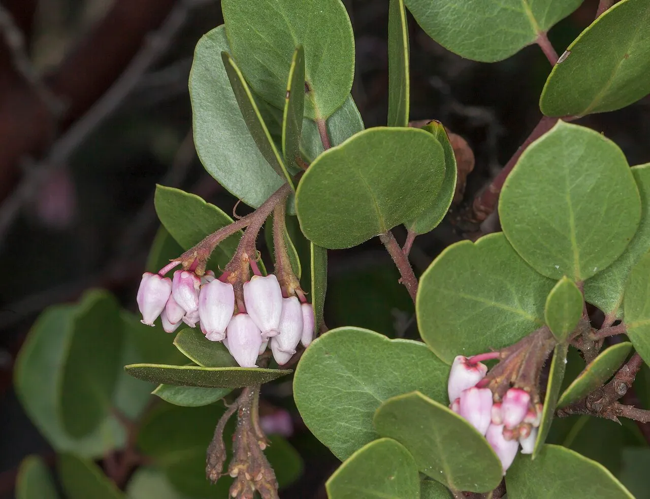 Wieslander's Manzanita (subsp. wieslanderi) — photo by John Game