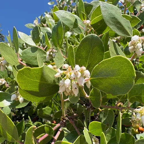 Whiteleaf Manzanita — photo by Idontneednostinkinname